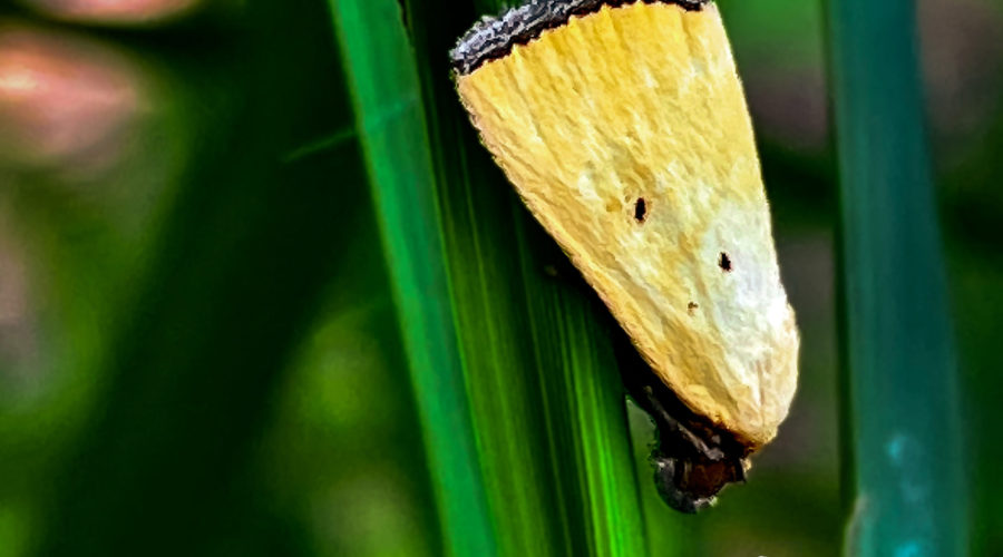 An adult black bordered lemon moth perches amount the grasses it calls home.