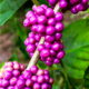 American Beautyberry is a Very Useful Plant with Colorful Berries