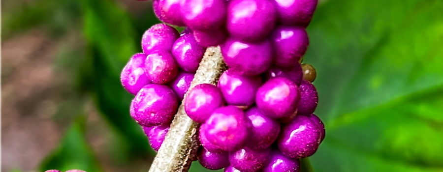 The American beautyberry bush bears gorgeous purple berries in the late summer and fall.