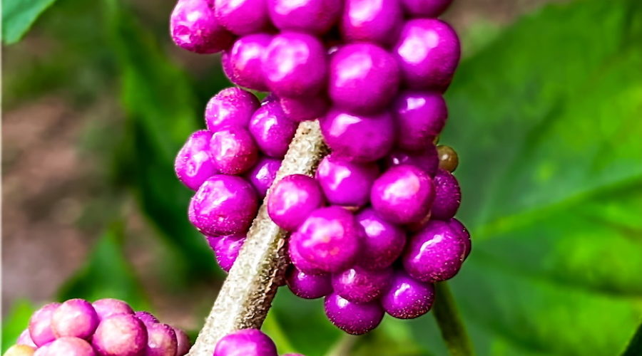 The American beautyberry bush bears gorgeous purple berries in the late summer and fall.