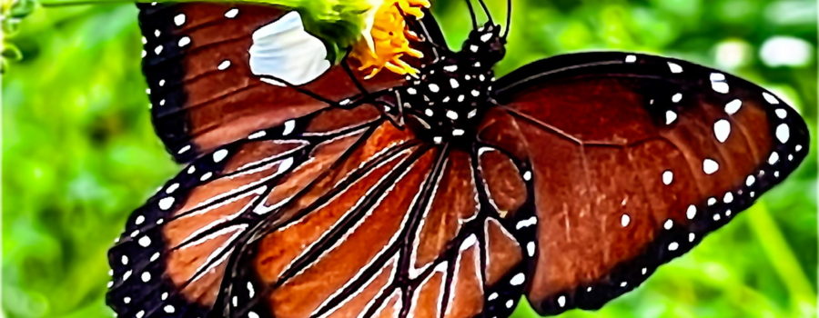 A queen butterfly hangs upside down from a blackjack flower stem as she feeds.