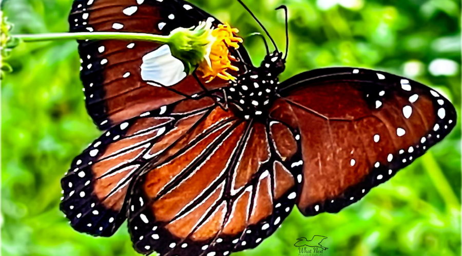 A queen butterfly hangs upside down from a blackjack flower stem as she feeds.