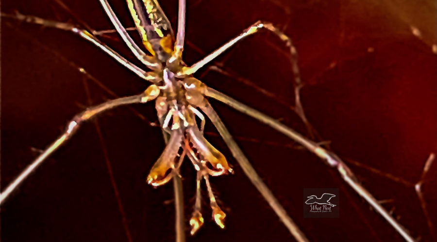 A common stretch spider hangs upside down in it’s web.