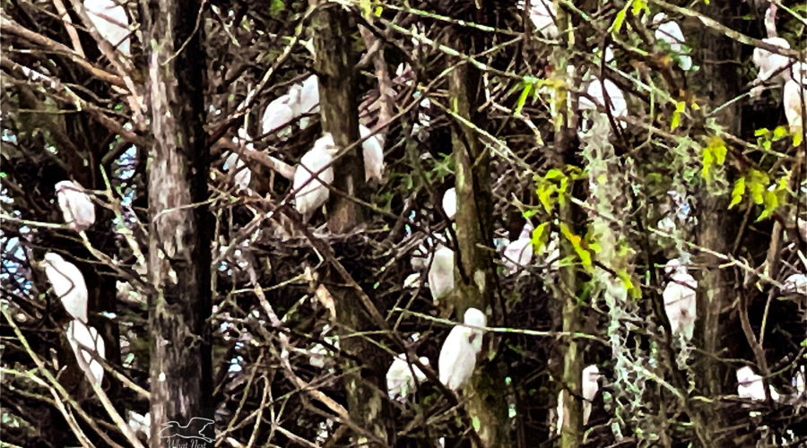 Swamp Roosting Time  Can be an Interesting, Noisy Affair