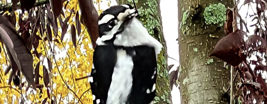 The Downy Woodpecker is a Beautiful Little Bird