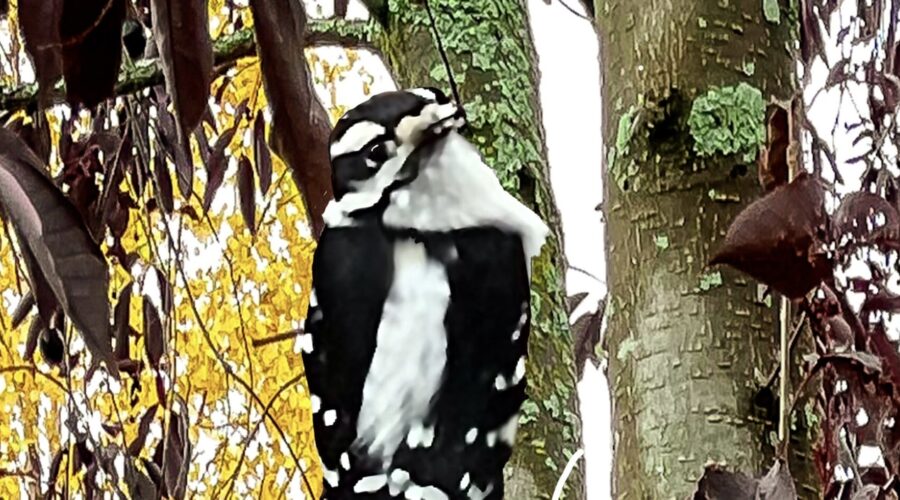 The Downy Woodpecker is a Beautiful Little Bird