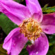 Prickly Rose is a Colorful and Interesting Wildflower