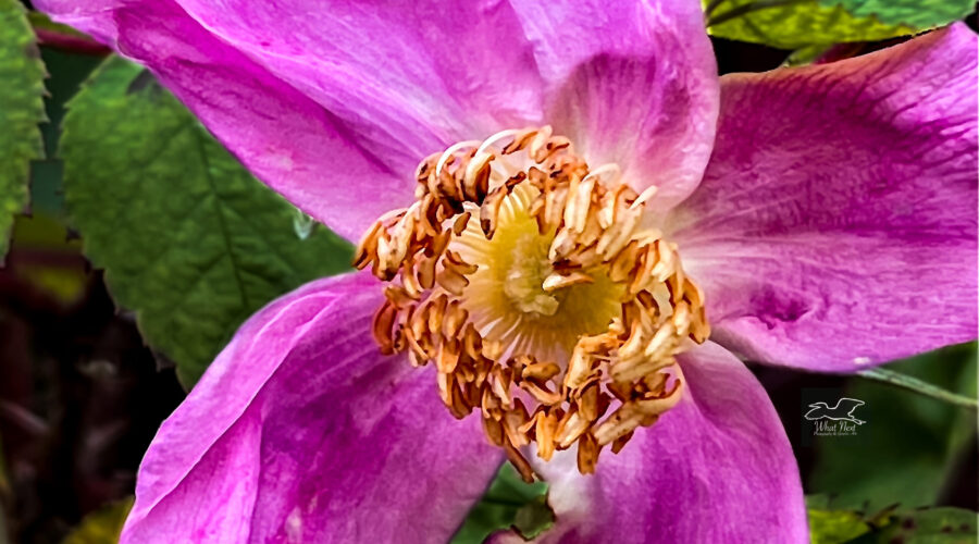 Prickly rose is a common shrub rose in colder climates.