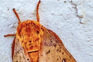 The Spiny Oakworm Moth has Beautiful Fall Colors