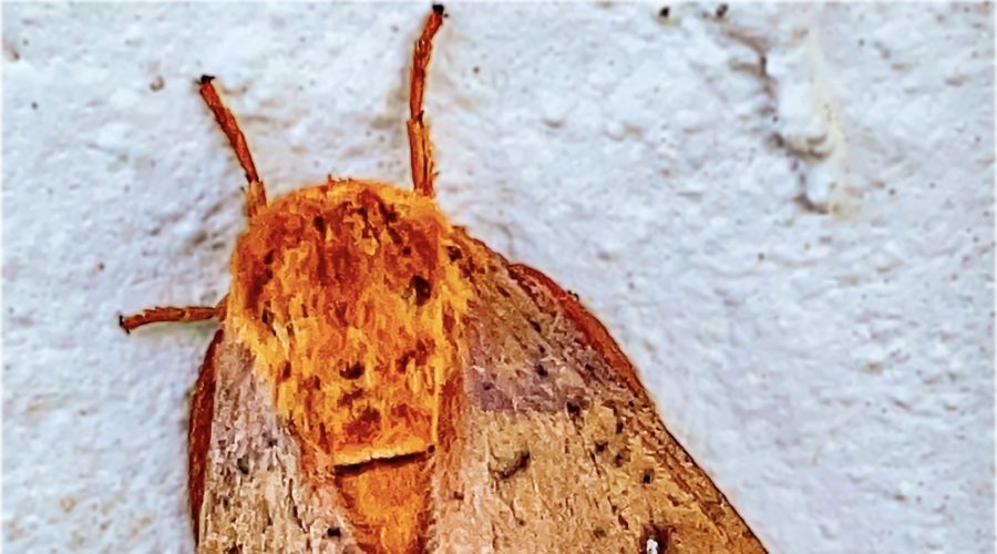 The Spiny Oakworm Moth has Beautiful Fall Colors