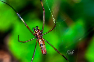 A male yellow garden spider is much smaller and less colorful than the female.