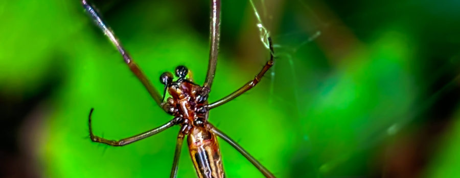 A male yellow garden spider is much smaller and less colorful than the female.