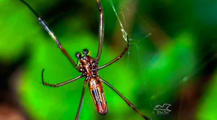 A male yellow garden spider is much smaller and less colorful than the female.