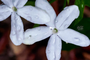 A pair of finger rot flowers look pearlescent when covered in raindrops.
