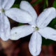 Raindrops Add a Pearly Luster to Already Beautiful Flowers