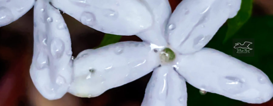 A pair of finger rot flowers look pearlescent when covered in raindrops.