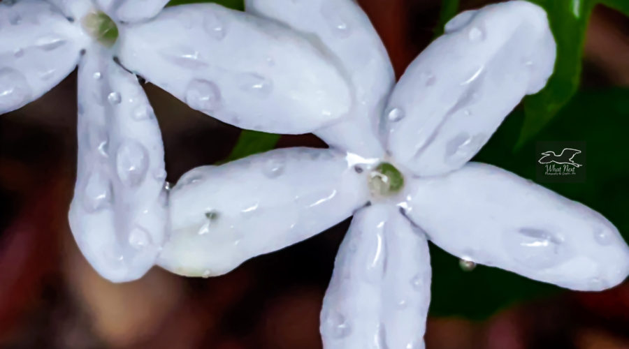 A pair of finger rot flowers look pearlescent when covered in raindrops.