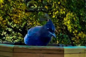 This Stellar’s jay was just as curious about the photographer as the photographer was about it.
