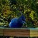 The Beautiful Steller’s Jay has Colorful Plumage