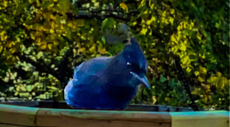 This Stellar’s jay was just as curious about the photographer as the photographer was about it.