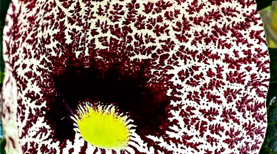 Pipevines tend to have large, exotic looking flowers.