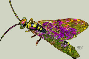 Thynnid wasps tend to live in grassy, open habitat with wildflowers. Parts of this wasp have been replaced with a habitat shot.
