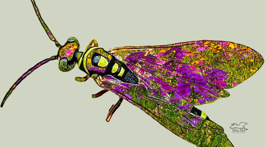 Thynnid wasps tend to live in grassy, open habitat with wildflowers. Parts of this wasp have been replaced with a habitat shot.