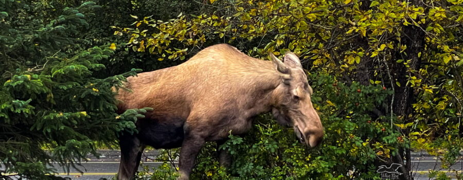 A cow moose rests calmly for a moment before she resumes grazing.