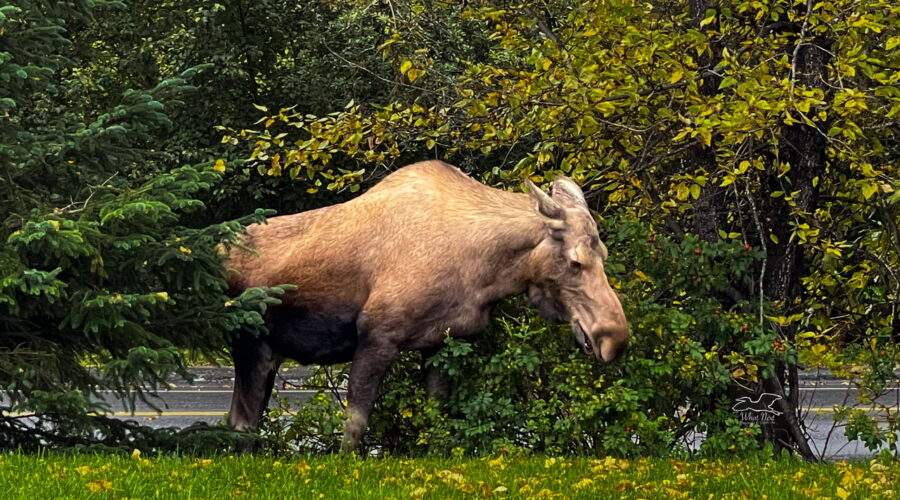 A cow moose rests calmly for a moment before she resumes grazing.