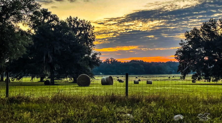The sun begins to show color through the clouds over a farm in central Florida.