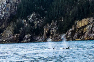 A pair of wild orcas or killer whales, surface and blow off the coast of Alaska