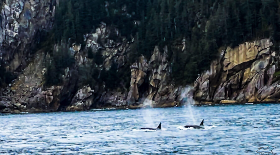 A pair of wild orcas or killer whales, surface and blow off the coast of Alaska