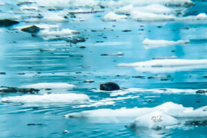 A harbor seal swims between pieces of sea ice off Aialik glacier.