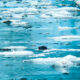 The Glaciers of Alaska are a Great Place for Harbor Seals
