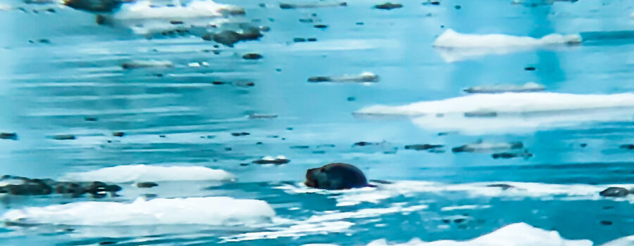 A harbor seal swims between pieces of sea ice off Aialik glacier.