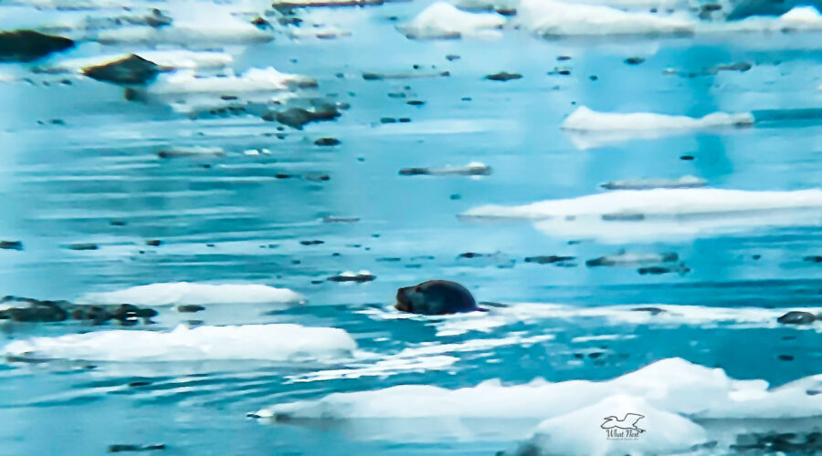 A harbor seal swims between pieces of sea ice off Aialik glacier.