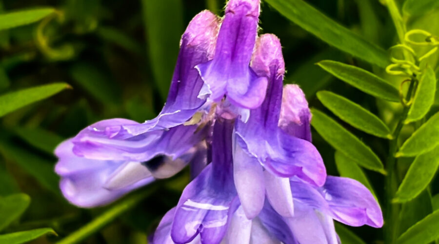 Several cow vetch flowers hang from the plant stem in a raceme.