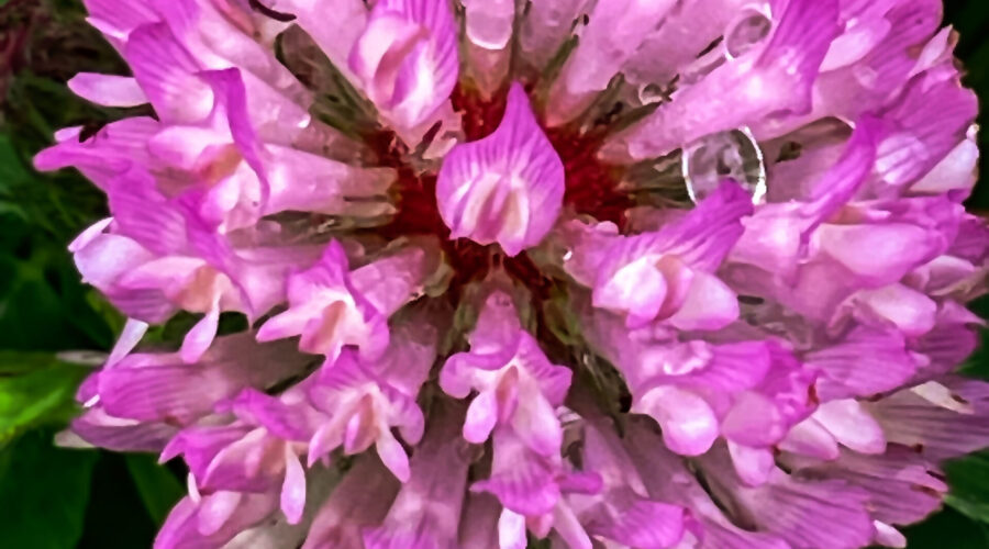 Red clover flowers look very striking just after a rain.