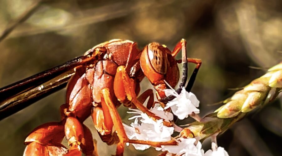 A fine-backed red paper wasp indulges in some tamarisk nectar.