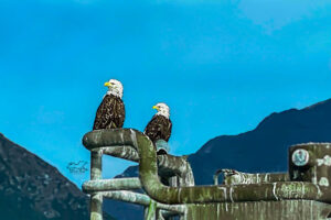 A mated pair of bald eagles watch over the waters just outside of Seward, Alaska.