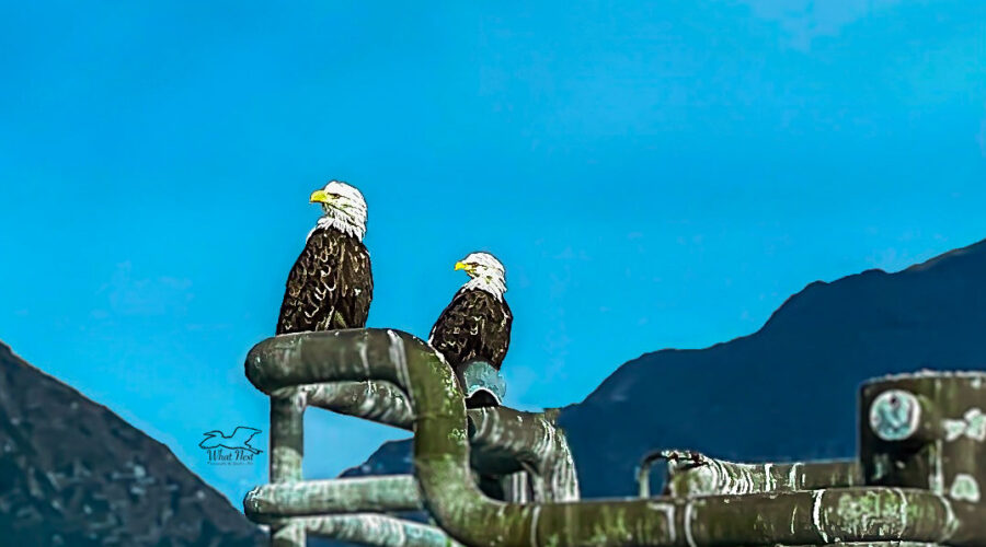 A mated pair of bald eagles watch over the waters just outside of Seward, Alaska.