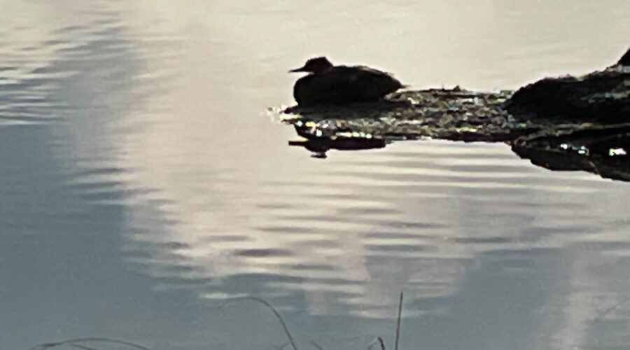 A common merganser rests peacefully on a little outcropping of land in an Alaskan lake.