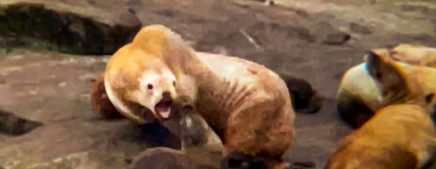 An annoying sea lion pup gets chastised by a resting adult.