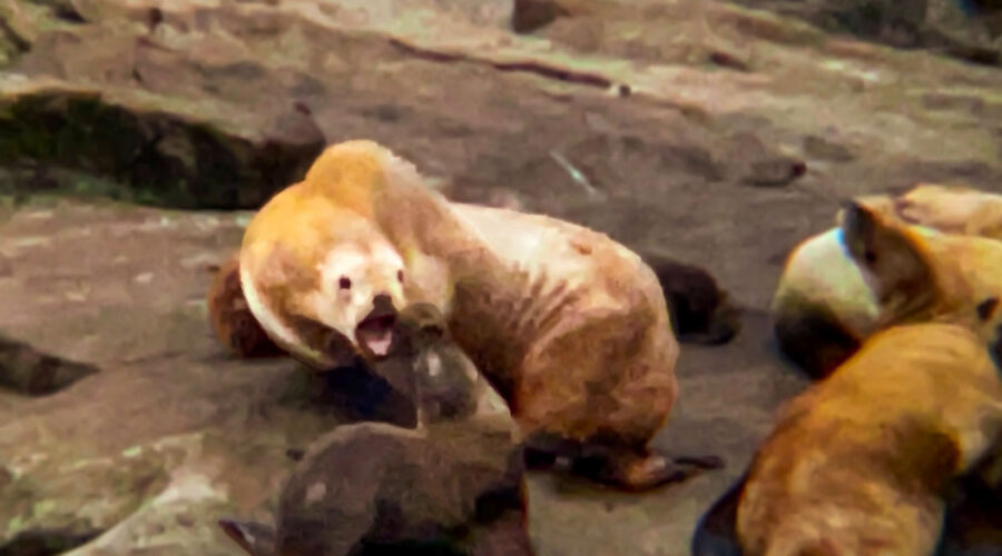 An annoying sea lion pup gets chastised by a resting adult.