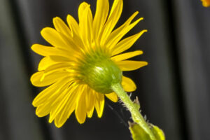 A camphorweed flower faces into the warming afternoon sun.