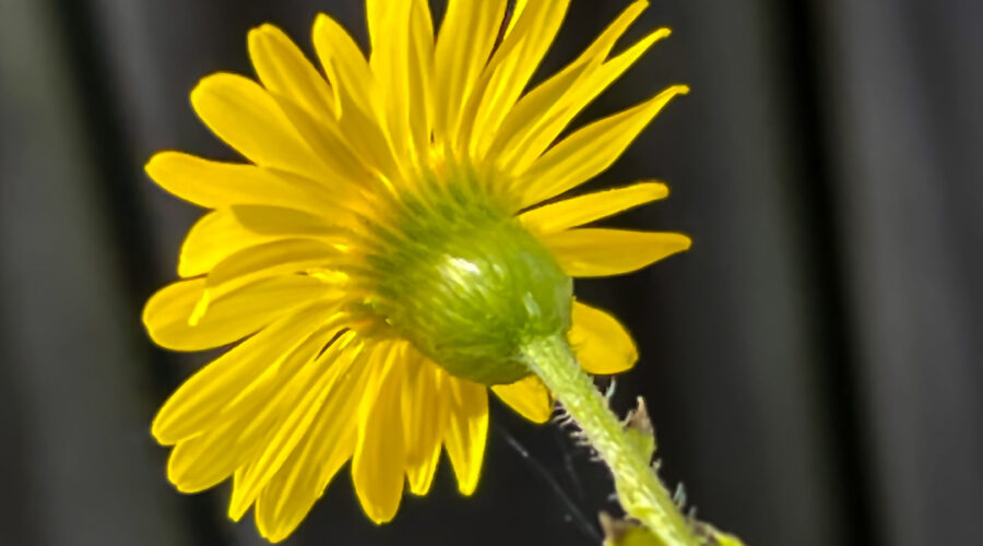 A camphorweed flower faces into the warming afternoon sun.