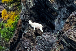 Dall’s sheep live in mountainous areas with rough cliffs and vegetation to browse on.
