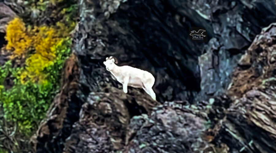 Dall’s sheep live in mountainous areas with rough cliffs and vegetation to browse on.