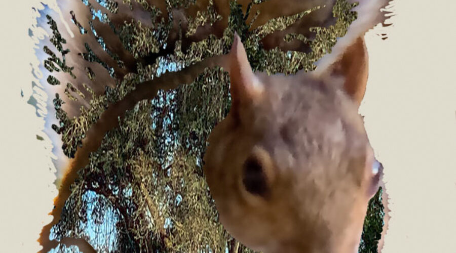 Eastern Grey squirrels live in wooded areas, preferably with trees that produce fruit of nut such as acorns.