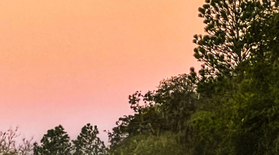 The full moon shines over the pine and oak woods as the sun starts to rise.